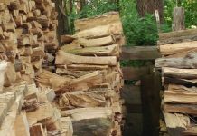 Rompicapo divertente: riuscite a capire dov’è il gatto? trova il gatto